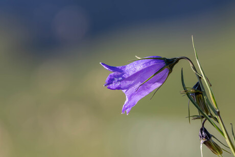 Bloemen en insecten in de Dolomieten