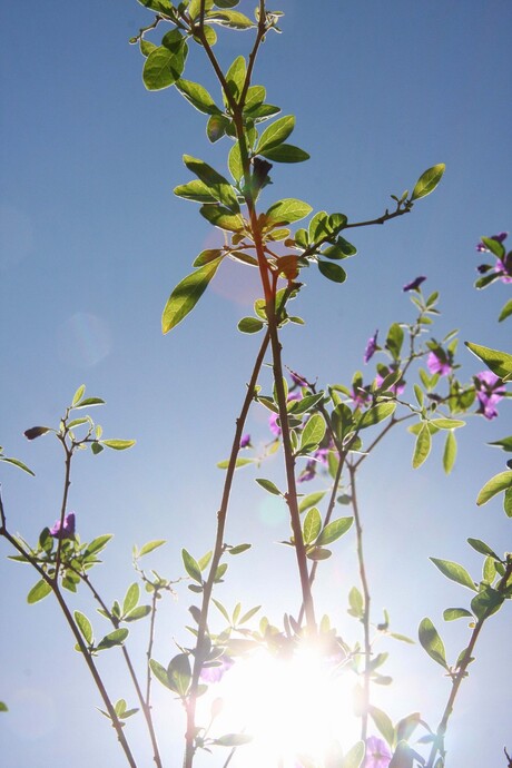 Flowers in sunlight