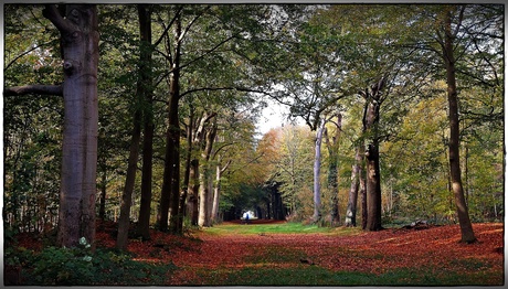 En nu fiets ik het bos uit.........