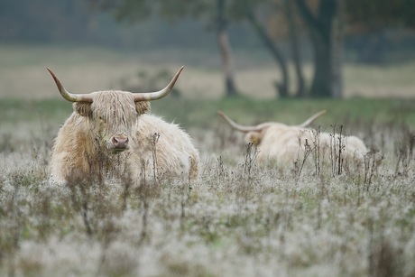 Schotse hooglanders
