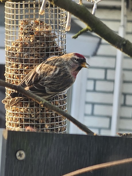 Vogel met patronen op achtergrond