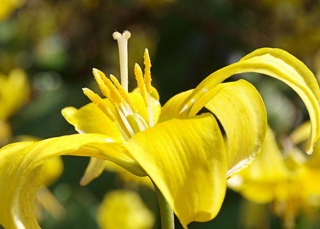 Lente close up