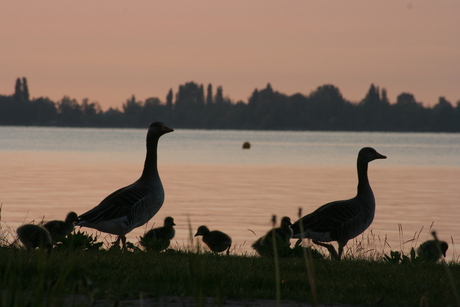 Ganzen met kleintjes