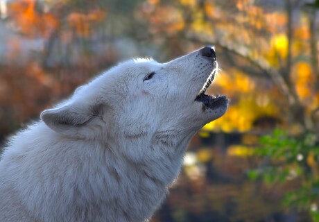 Howling Wolf