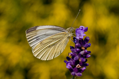 Vlinder op Lavendel