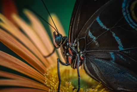 Dubai Butterflygarden