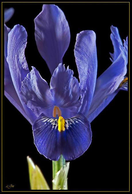 Iris Reticulata