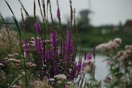 kinderdijk