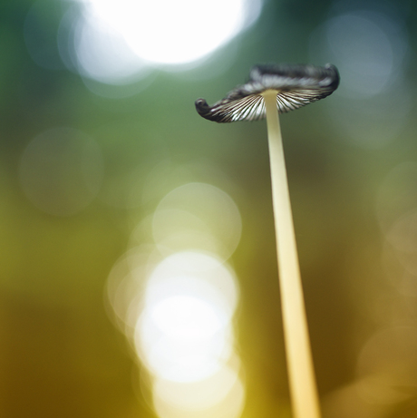 Wortelende inktzwam (Coprinus cinereus)