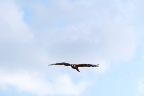 In flight