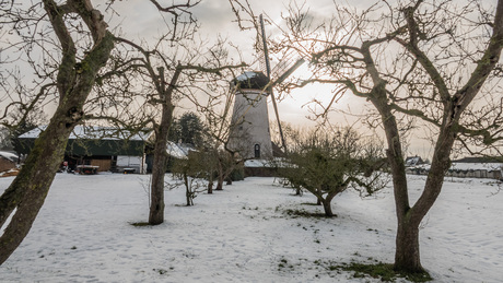 Vento Vivimus  (8-01-2026)