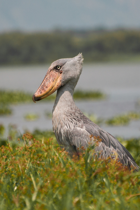 Shoebill