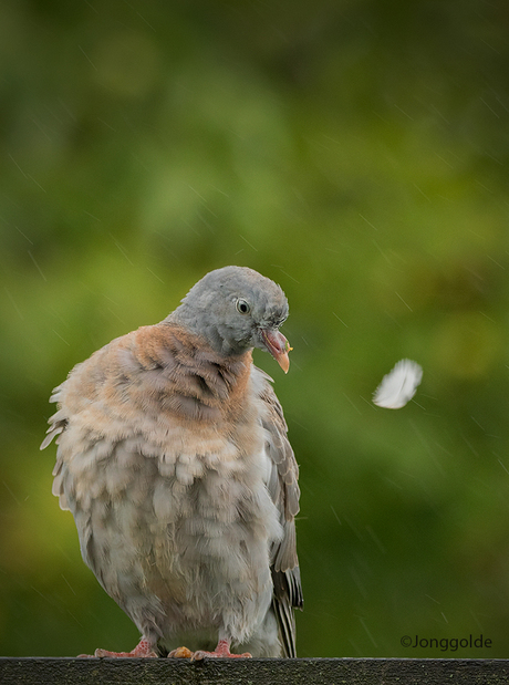 Veertjes plukken onder de douche ...