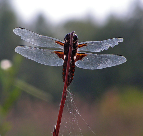 Obekend insect