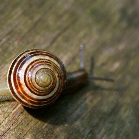 Slakken Spiraal