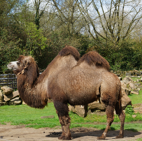 kameel in Diergaarde Blijdorp