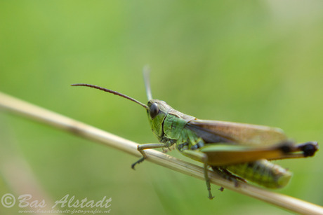 Relaxing grasshopper