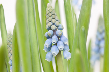 Muscari botryoides