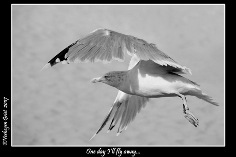 One day I'll fly away !