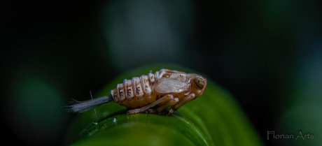 Cicaden nimf (Issus coleoptratus)