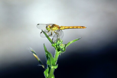 Dragonfly