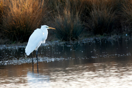 grote zilverreiger