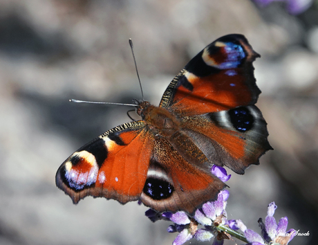 "Butterfly..."