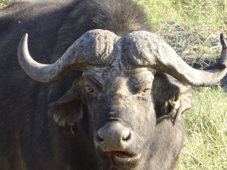 Buffel