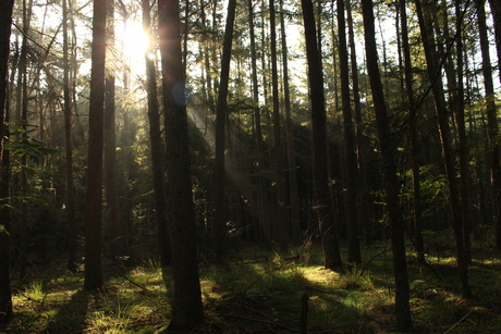 Morning Forest