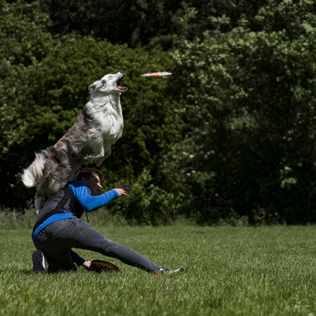 Dog frisbee sport