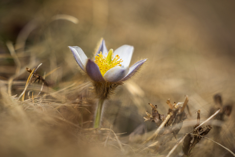Pulsatilla Alpina / Alpen-Anemoon