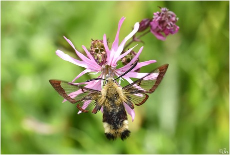 Glasvleugelpijlstaart 