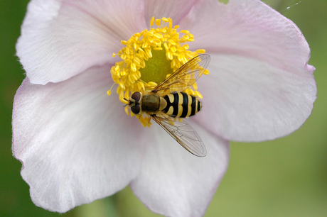 Zweefvlieg op bloem