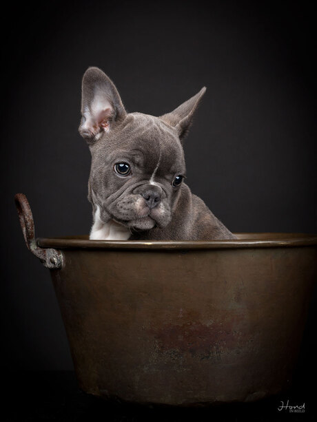 Franse bulldog pup in de studio