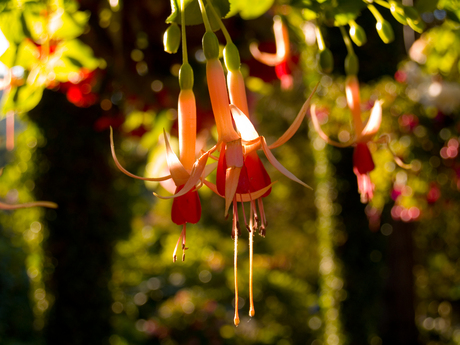 Butchart Gardens