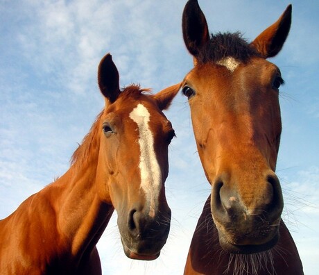 Gentle Giants