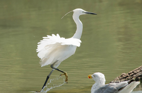 kleine zilverreiger en meeuw