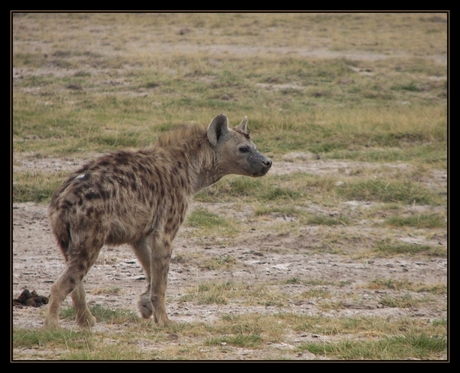 Hyena