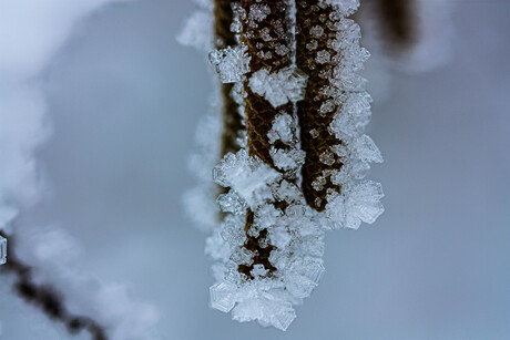 Sneeuw