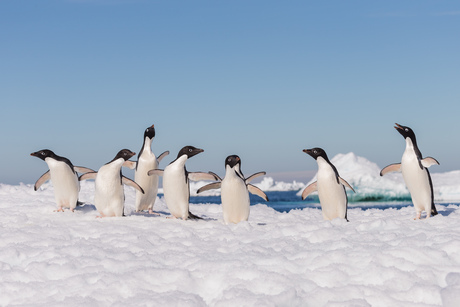 Zingende pinguïns