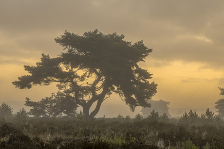 Mistige zon