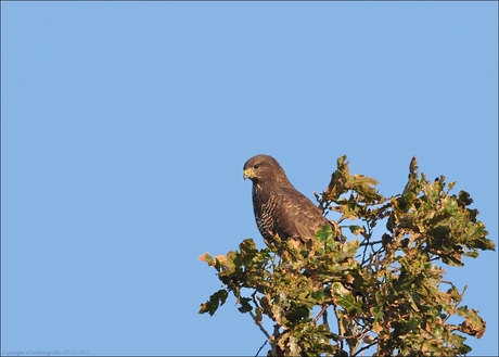 in het topje van de boom