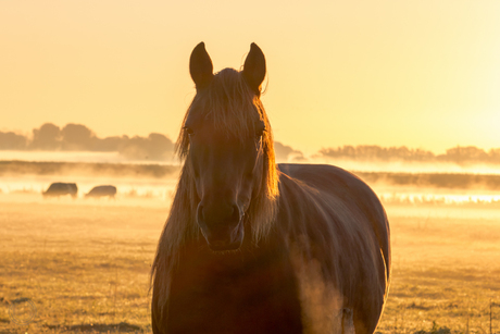 Paard in de ochtendzon