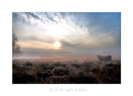 koe in de mist