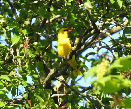 wielewaal