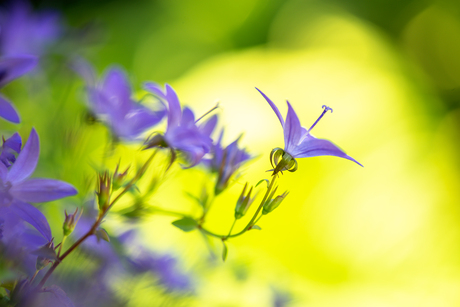 Campanula