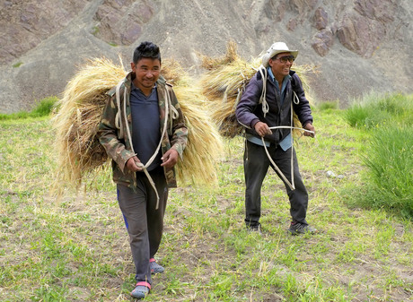 Werk is niet voor mij. ( Himalaya ).