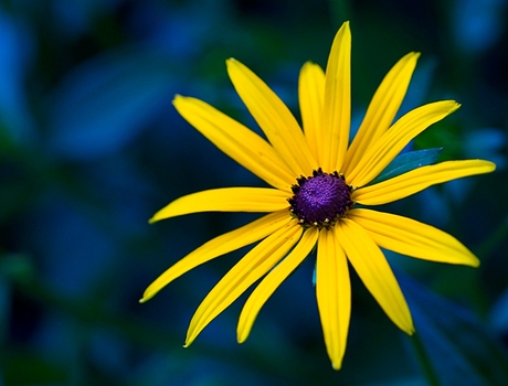 In de eigen tuin