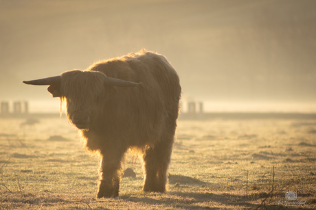 Schotse Hooglander in de ochtendzon