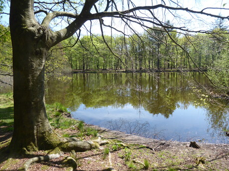 Schaduw van de bomen